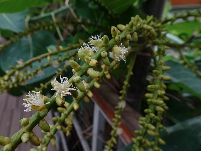 en. Indian-almond, ru. Терминалия катаппа , lat. Terminalia catappa