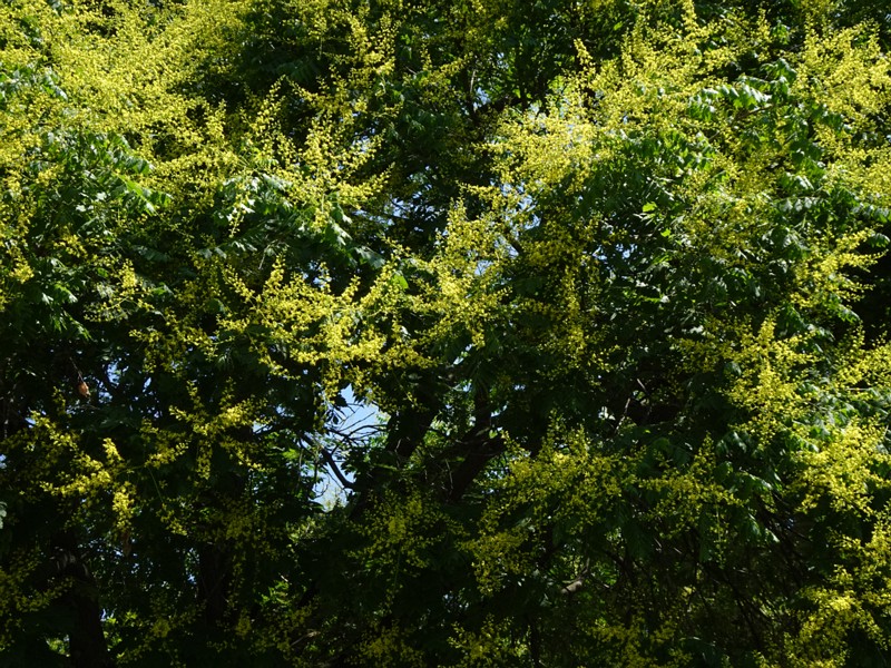 en. goldenrain tree, ru. Кёльрейтерия метельчатая, lat. Koelreuteria paniculata