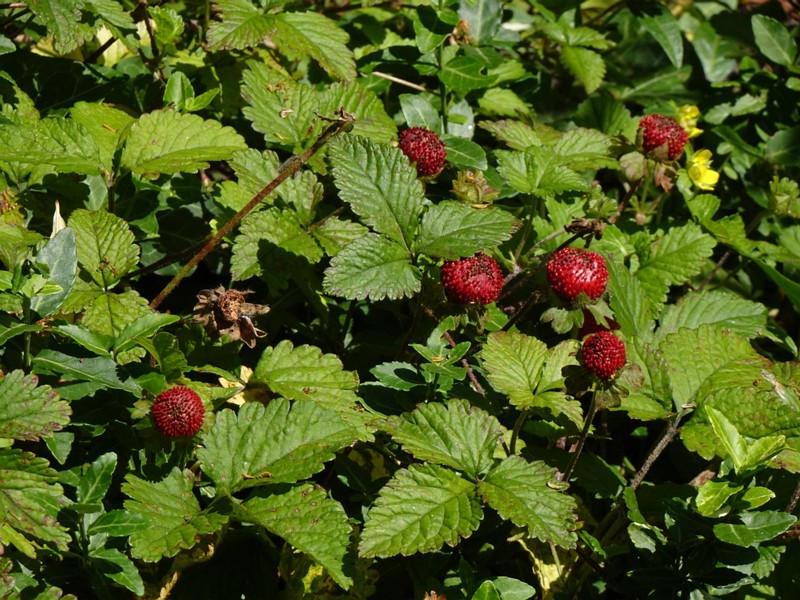 en. mock strawberry, ru. Лапчатка индийская, lat. Potentilla indica