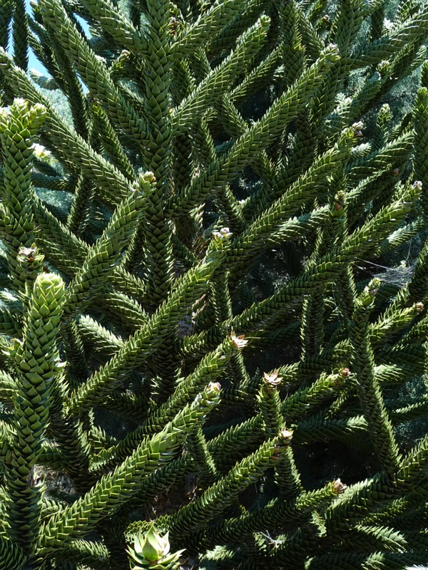 en. monkey puzzle tree, ru. Араукария чилийская, lat. Araucaria araucana