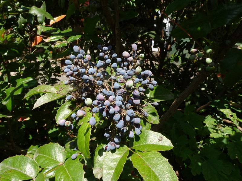 en. oregon grape, ru. Магония падуболистная, lat. Mahonia aquifolium
