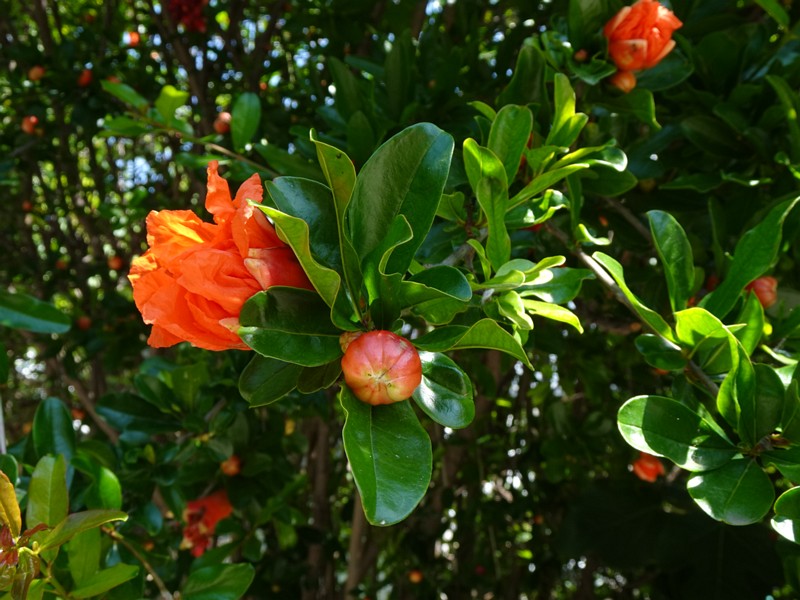 en. pomegranate, ru. Гранат обыкновенный, lat. Punica granatum