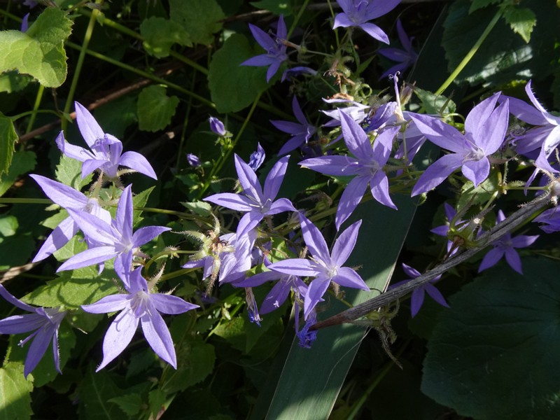 en. serbian bellflower, ru. Колокольчик Пожарского, lat. Campanula poscharskyana