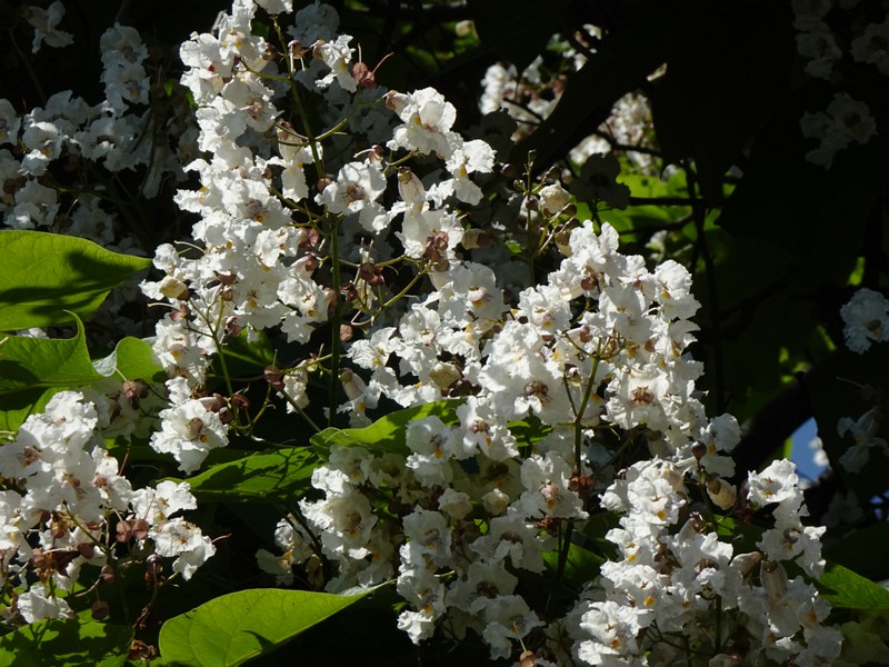 en. southern catalpa, ru. Катальпа бигнониевидная, lat. Catalpa bignonioides
