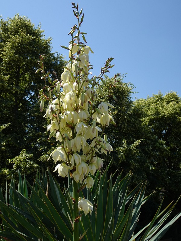 en. spanish dagger, ru. Юкка славная, lat. Yucca gloriosa