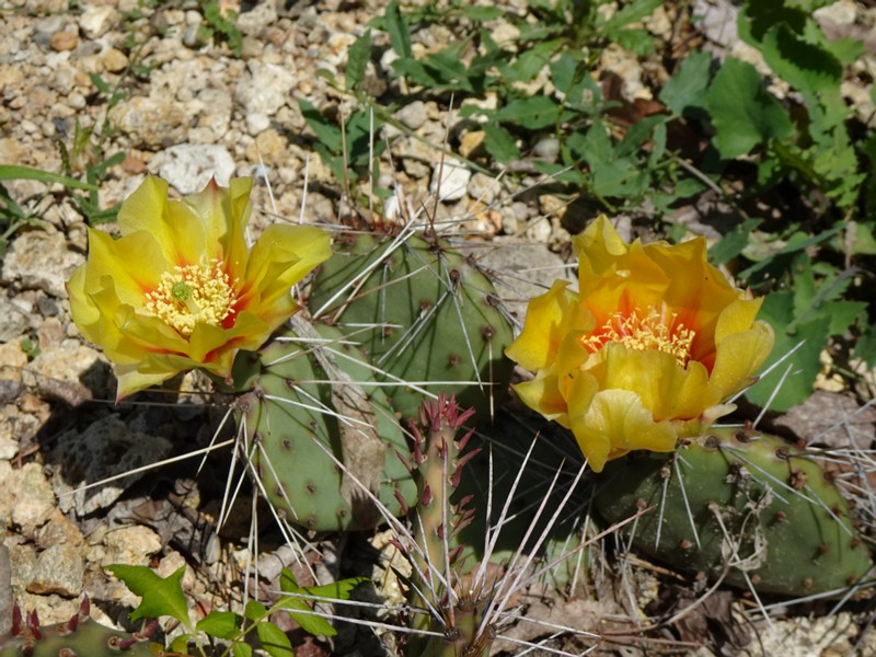en. tulip prickly pear, ru. Опунция тёмноколючковая, lat. Opuntia phaeacantha