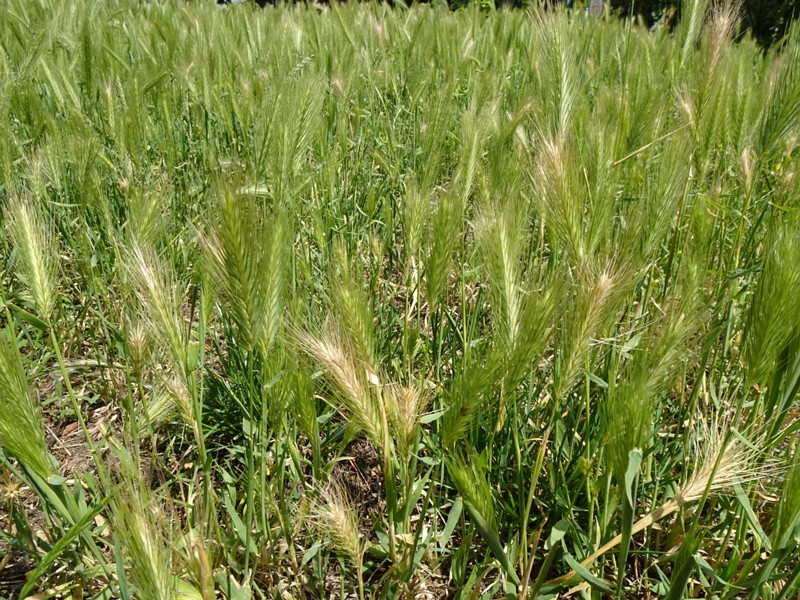 en. wall barley, ru. Ячмень мышиный, lat. Hordeum murinum